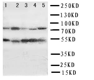 Polyclonal Rabbit anti-Human IRF3 Antibody (aa409-427, WB)