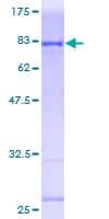 Human PIK3R1 / p85 Alpha Protein (Recombinant GST)