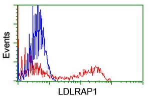Monoclonal Mouse anti-Human ARH / LDLRAP1 Antibody (clone OTI4B10, IHC, WB)