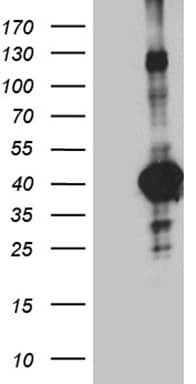 SEPT3 / Septin 3 Antibody (clone OTI1D10)