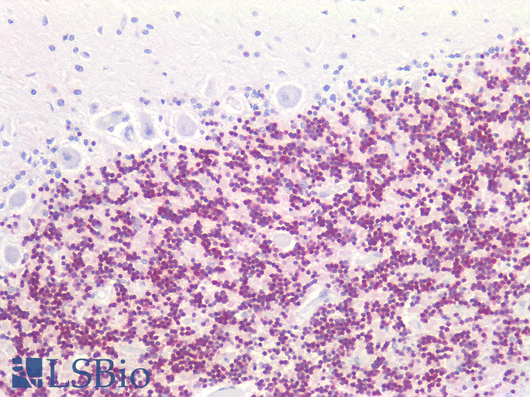 PathPlus™ RBFOX3 / NEUN Antibody
