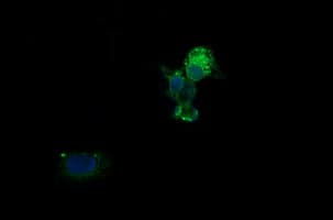 KLK8 / Kallikrein 8 Antibody (clone OTI8F1)