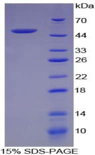 Rat FASLG / Fas Ligand Protein (Recombinant His-GST)