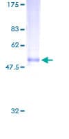 Human NXPH3 / Neurexophilin 3 Protein (Recombinant GST)