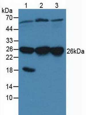 CACYBP Antibody (aa2-228, APC)