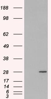 Polyclonal Goat anti-Human RAB11A Antibody (aa204-216, WB)