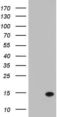 Monoclonal Mouse anti-Human LGALS2 / Galectin 2 Antibody (clone OTI6A8, WB)