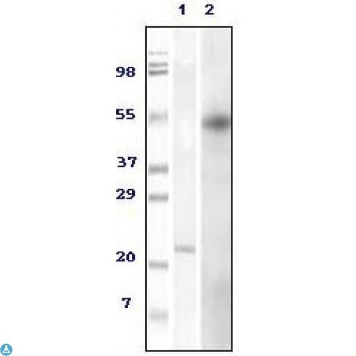 FOXP3 Antibody