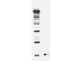 Polyclonal Rabbit anti-Yeast Yeast Rub1 Antibody (WB)