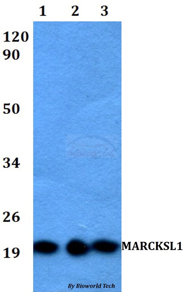 MARCKSL1 Antibody