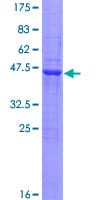 Human EPB41L4A Protein (Recombinant GST)