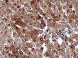 CBWD1 Antibody (clone OTI9H5)