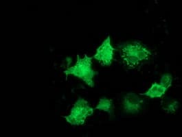 ARFGAP1 Antibody (clone OTI1F9)