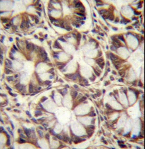 ATG10 Antibody (aa96-121)