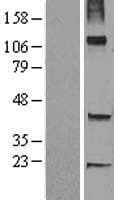 Human TRHDE Protein (Over-Expression Lysate Myc-DDK (Flag))