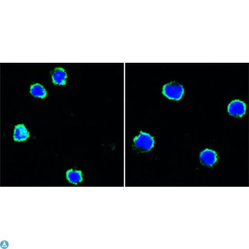 CD40 Antibody