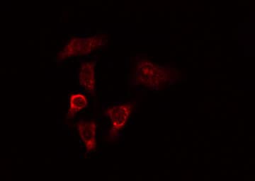 MYO9B Antibody