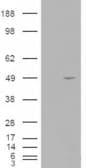 IHC-plus™ STRADB / ALS2CR2 Antibody (aa406-418)