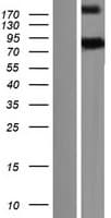 GBP7 Protein (Over-Expression Lysate Myc-DDK (Flag))