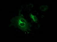 Gephyrin Antibody (clone OTI1C5)