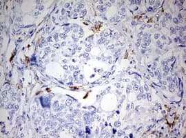 MSR1 / CD204 Antibody (aa197-451, clone OTI9E5)