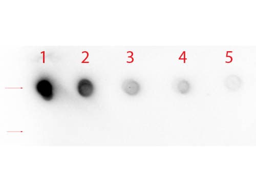 NOTCH1 Antibody (N-Terminus)