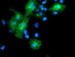 LRRC25 Antibody (clone OTI1D4)