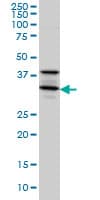 IHC-plus™ STX5 / Syntaxin 5 Antibody (clone 5A6)