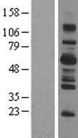 Human SH2B3 / LNK Protein (Over-Expression Lysate Myc-DDK (Flag))