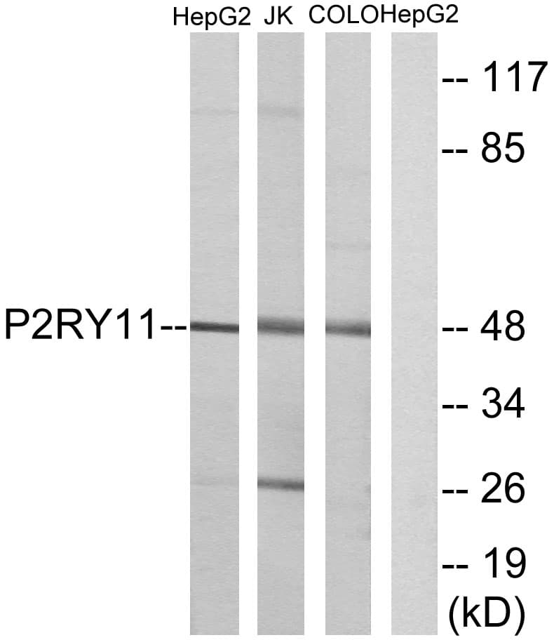 P2RY11 / P2Y11 Antibody (aa140-189)