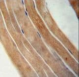 EFTUD1 Antibody (aa1062-1090)