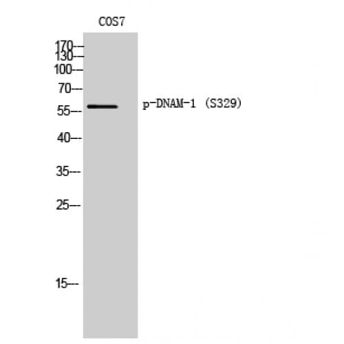 DNAM-1 / CD226 Antibody (270-350 aa)