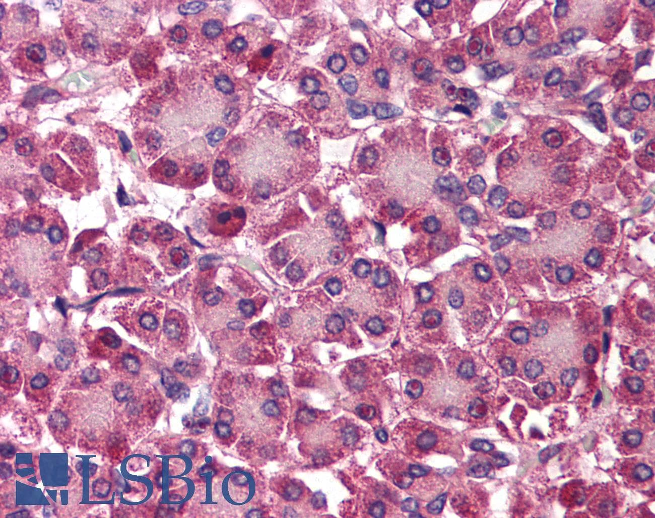 IHC-plus™ SEPT4 / Septin 4 Antibody