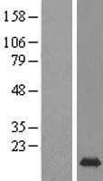 MRFAP1 / PGR1 Protein (Over-Expression Lysate Myc-DDK (Flag))