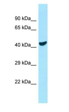COQ6 Antibody (aa351-400)
