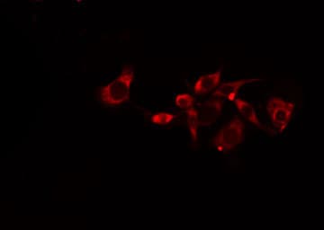 Polyclonal Rabbit anti-Human GJC1 / CX45 / Connexin 45 Antibody (IF, WB)