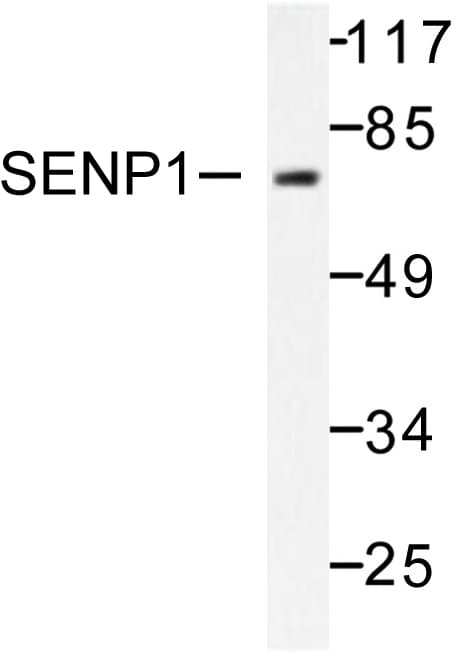 SENP1 Antibody (Asp2)