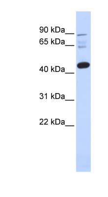 DPF3 Antibody (aa71-120)