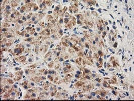 CLPP Antibody (clone OTI1E2, Carrier-free)