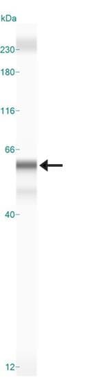 Polyclonal Rabbit anti-Human BHLHE41 / BHLHB3 / SHARP1 Antibody (aa1-75, IHC, WB)