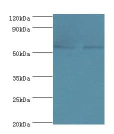 CDK16 / PCTAIRE Antibody (aa277-496)