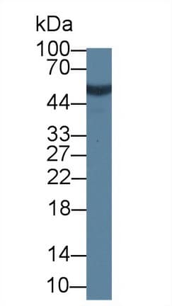 CANT1 Antibody (aa107-400, Cy3)