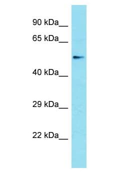 PCED1B Antibody (aa239-288)