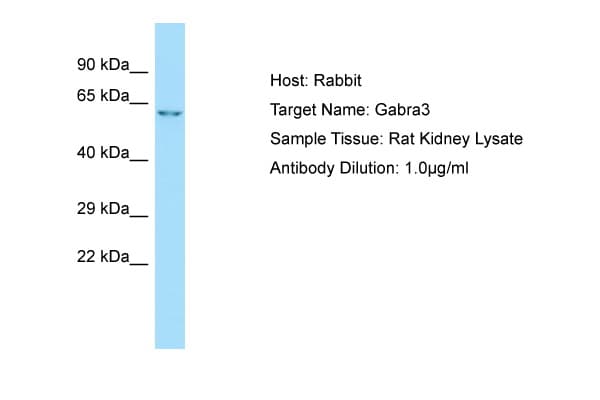 Polyclonal Rabbit anti-Rat GABRA3 Antibody (N-Terminus, WB)