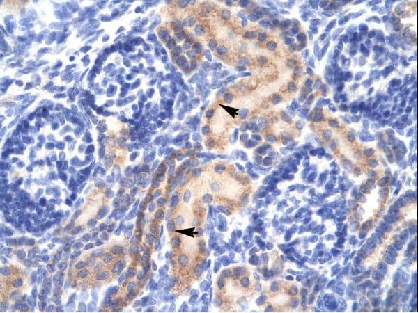 PCK1 Antibody (aa330-379)