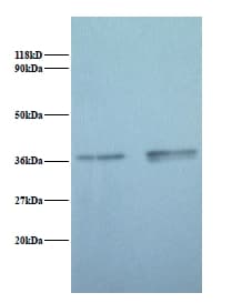 GAPDH Antibody (FITC)