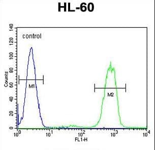 ANKRD40 Antibody (aa256-284)
