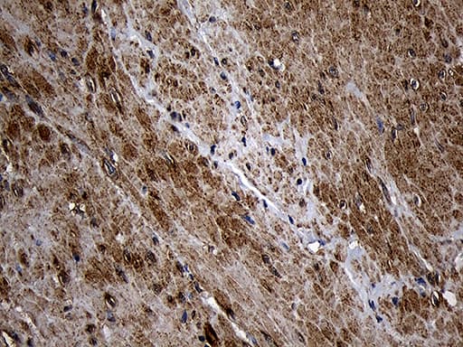 AIFM1 / AIF / PDCD8 Antibody (aa134-483, clone OTI4E6, Carrier-free)