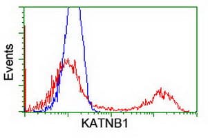 KATNB1 Antibody (clone OTI5H6)