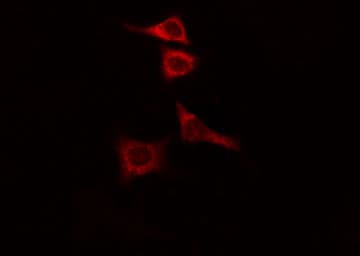 CEP135 Antibody